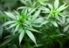 Cannabis
