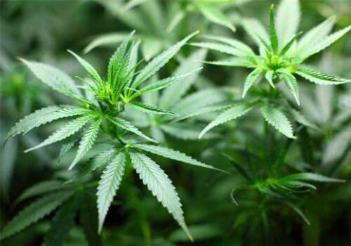 Cannabis
