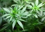 Cannabis