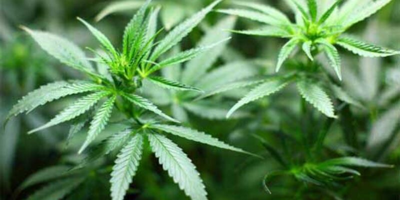 Cannabis